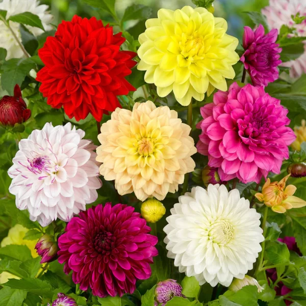 DAHLIA DOUBLE MIX RAINBOW COLOUR DECORATE YOUR GARDEN