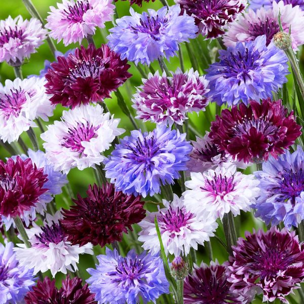 1000 PCS TALL DOUBLE MIXED COLORS CORNFLOWER FLOWER SEEDS - Image 4