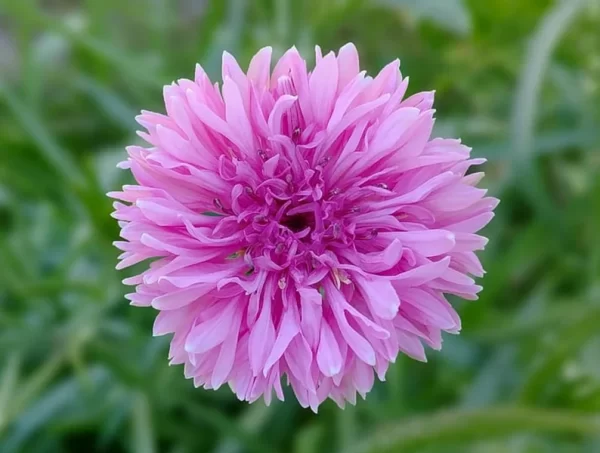 1000 PCS TALL DOUBLE MIXED COLORS CORNFLOWER FLOWER SEEDS - Image 3