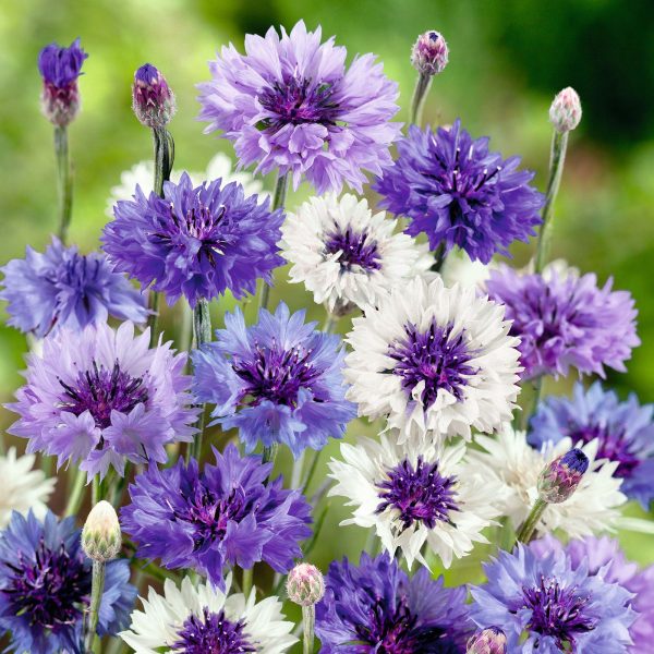 1000 PCS TALL DOUBLE MIXED COLORS CORNFLOWER FLOWER SEEDS - Image 6