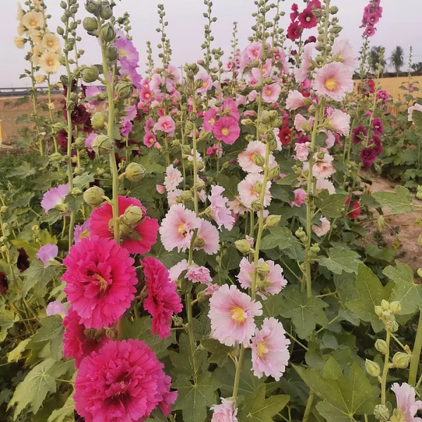 SINGLE FLOWERED HOLLYHOCK SEEDS - Image 2