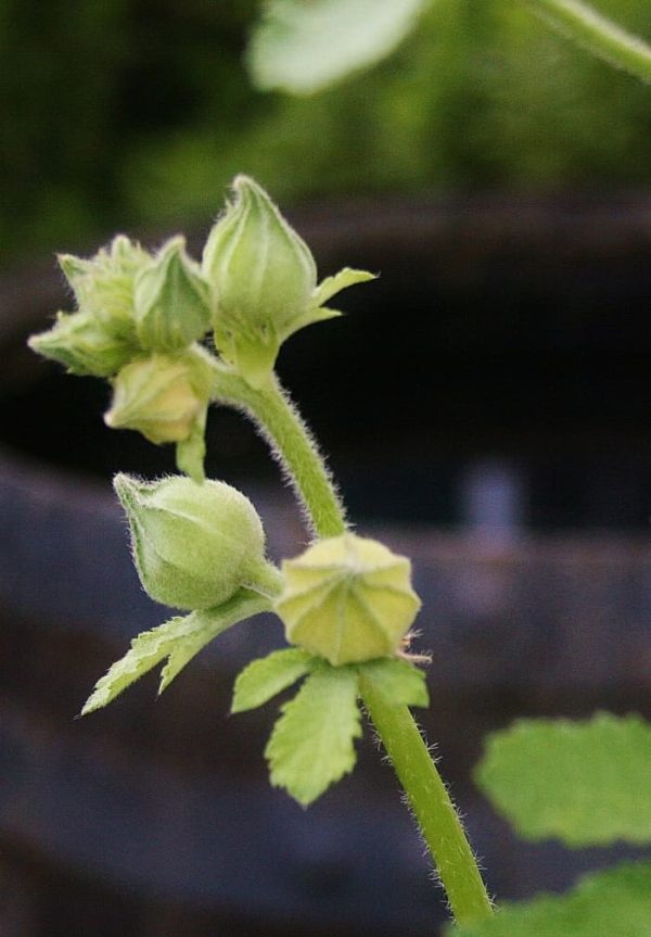 SINGLE FLOWERED HOLLYHOCK SEEDS - Image 6