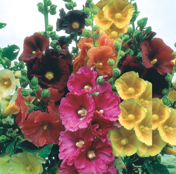 SINGLE FLOWERED HOLLYHOCK SEEDS - Image 5