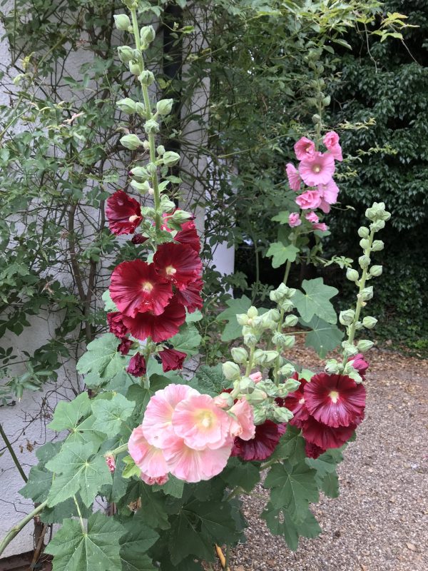 SINGLE FLOWERED HOLLYHOCK SEEDS - Image 4