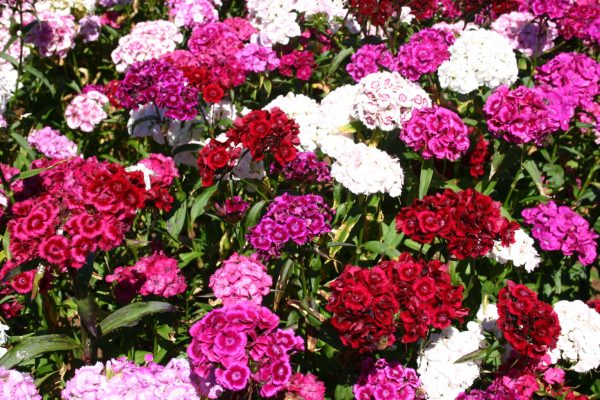 SWEET WILLIAM SEEDS - TALL DOUBLE MIX