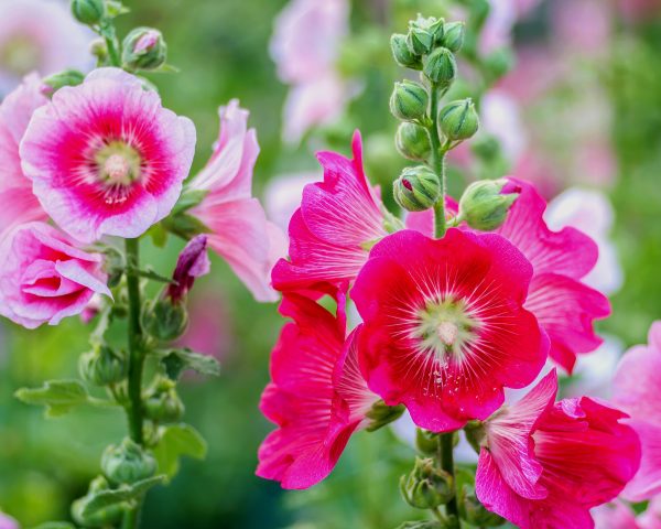 SINGLE FLOWERED HOLLYHOCK SEEDS