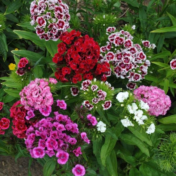 SWEET WILLIAM SEEDS - TALL DOUBLE MIX - Image 2