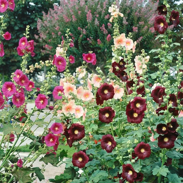 SINGLE FLOWERED HOLLYHOCK SEEDS - Image 3