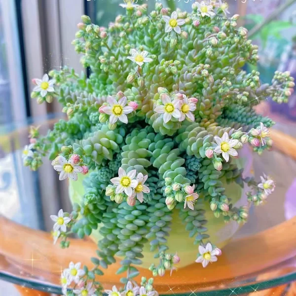 RARE HIGH-END SUCCULENT SEEDS- SEDUM DASYPHYLLUM 'MAJOR' - Image 3