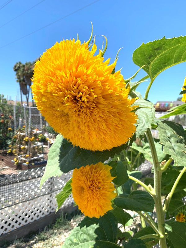 SUNFLOWER GOLDY DOUBLE F1 ORGANIC - Image 2