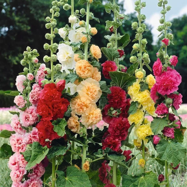 DOUBLE HOLLYHOCK SEEDS - Image 5