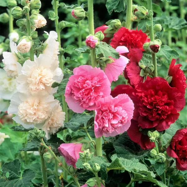 DOUBLE HOLLYHOCK SEEDS - Image 6