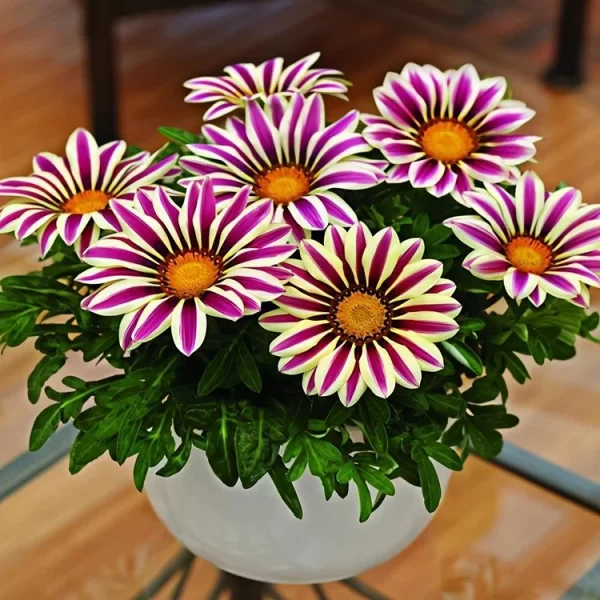 AFRICAN DAISY FLOWERS - GAZANIA 50 SEEDS - Image 3