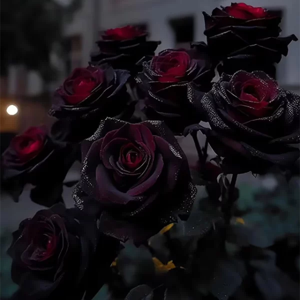 RARE BLACK RED ROSE FLOWER SEEDS - Image 5