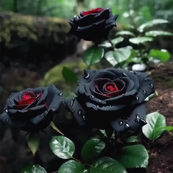 RARE BLACK RED ROSE FLOWER SEEDS - Image 4