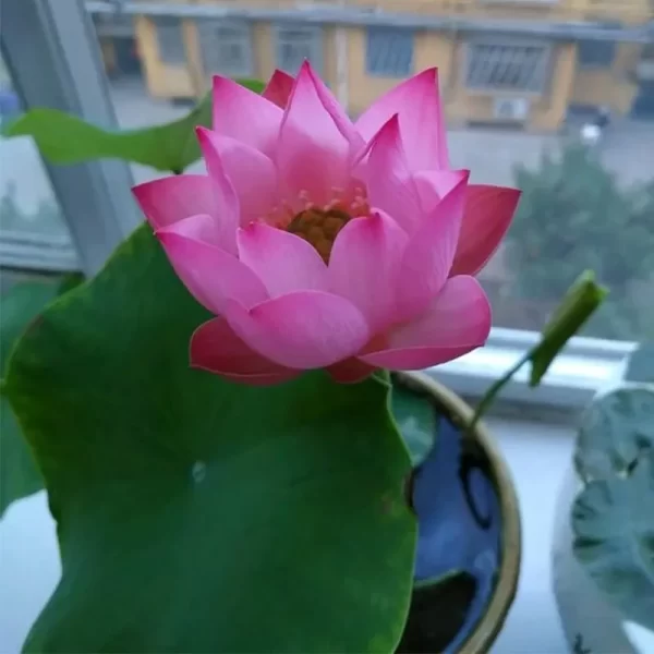 THE SACRED BONSAI LOTUS FLOWER - Image 4