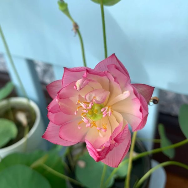 THE SACRED BONSAI LOTUS FLOWER - Image 3