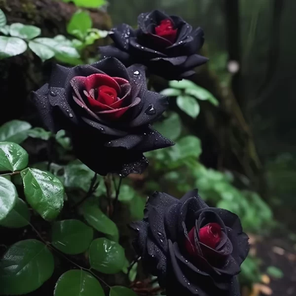 RARE BLACK RED ROSE FLOWER SEEDS