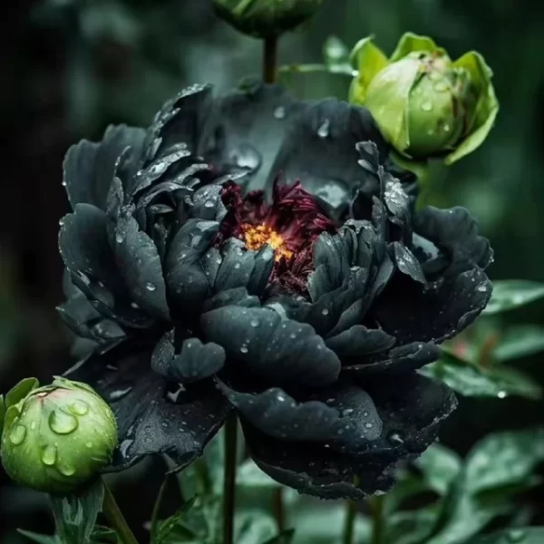 Rare Black Peony Seeds - Image 6