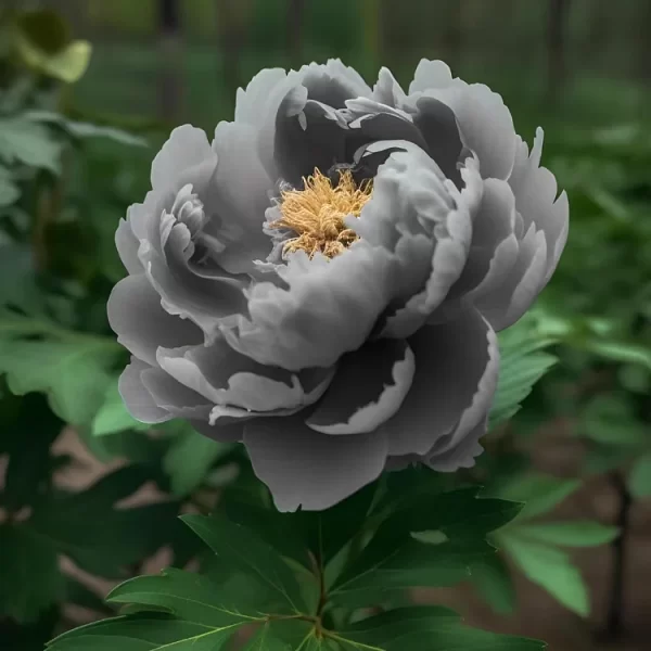 Rare Black Peony Seeds - Image 5