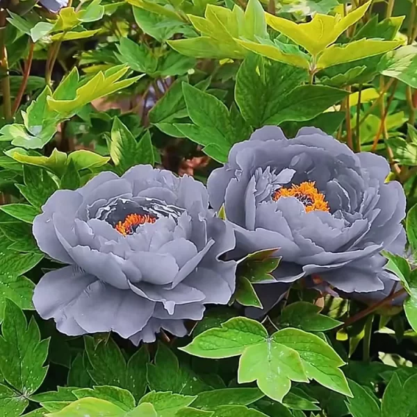 Rare Black Peony Seeds - Image 4