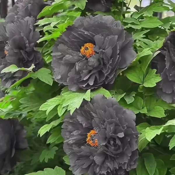 Rare Black Peony Seeds - Image 3