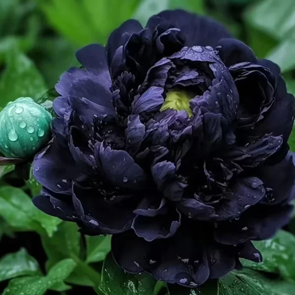 Rare Black Peony Seeds - Image 2