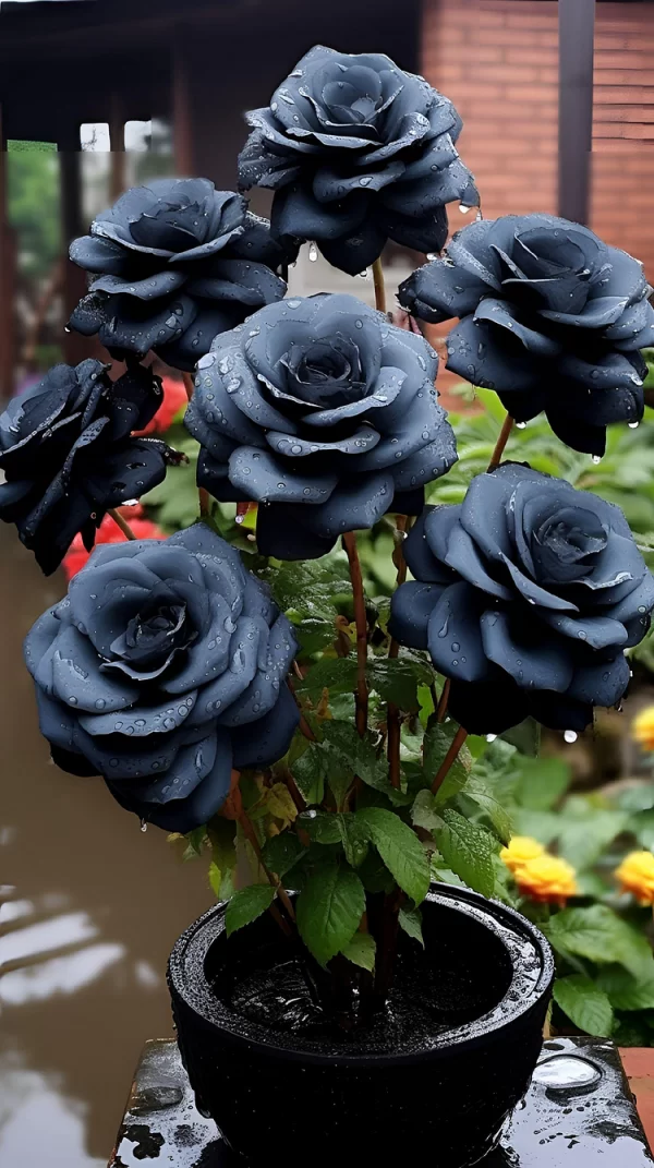 RARE BLACK ROSE SEEDS FOR HOME POTTED GARDEN