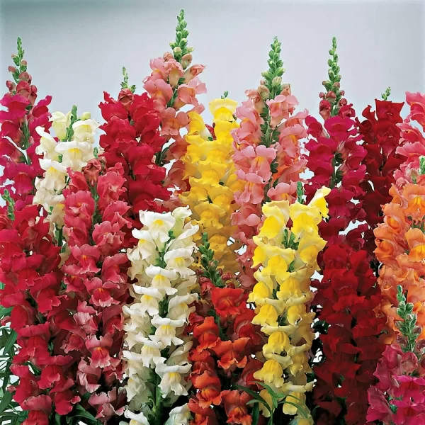 💐DOUBLE SNAPDRAGON MIXED COLOR SEEDS - Image 6