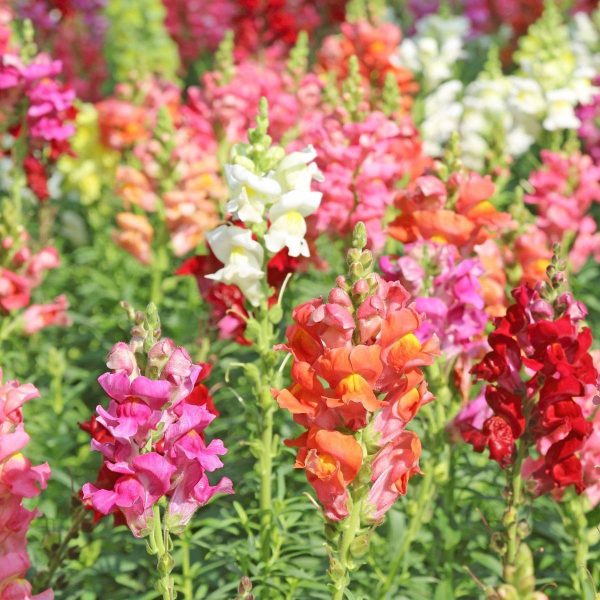 💐DOUBLE SNAPDRAGON MIXED COLOR SEEDS - Image 5