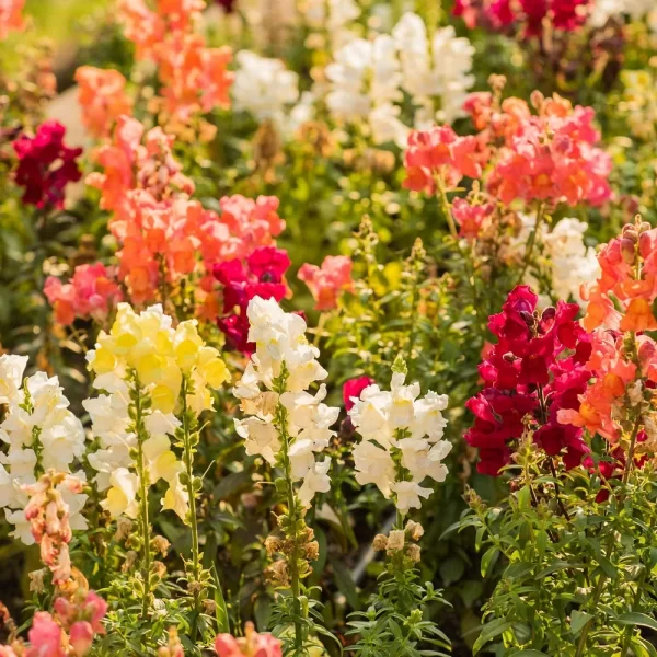 💐DOUBLE SNAPDRAGON MIXED COLOR SEEDS - Image 4