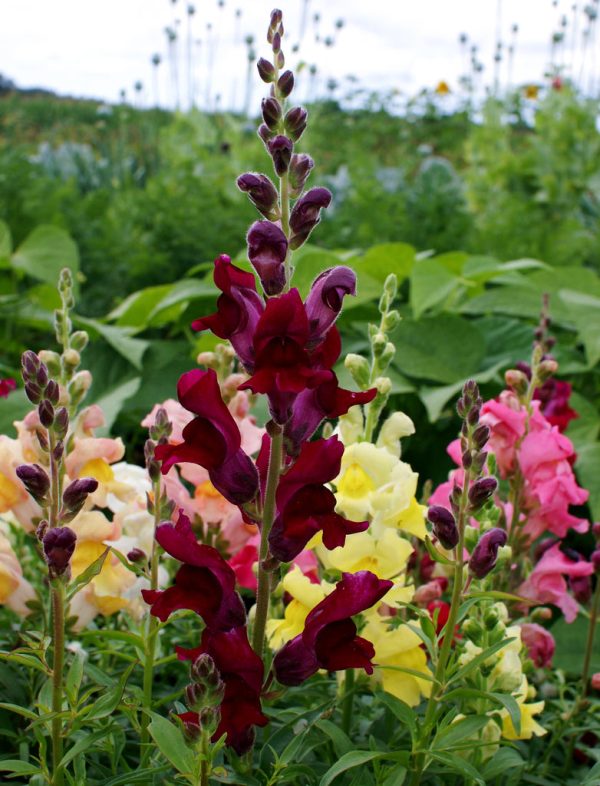 💐DOUBLE SNAPDRAGON MIXED COLOR SEEDS - Image 3