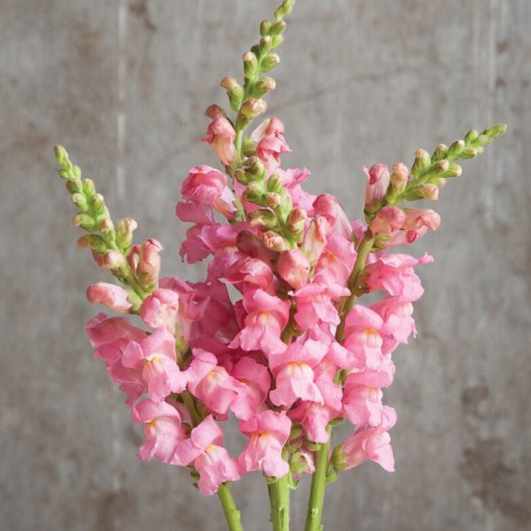 💐DOUBLE SNAPDRAGON MIXED COLOR SEEDS