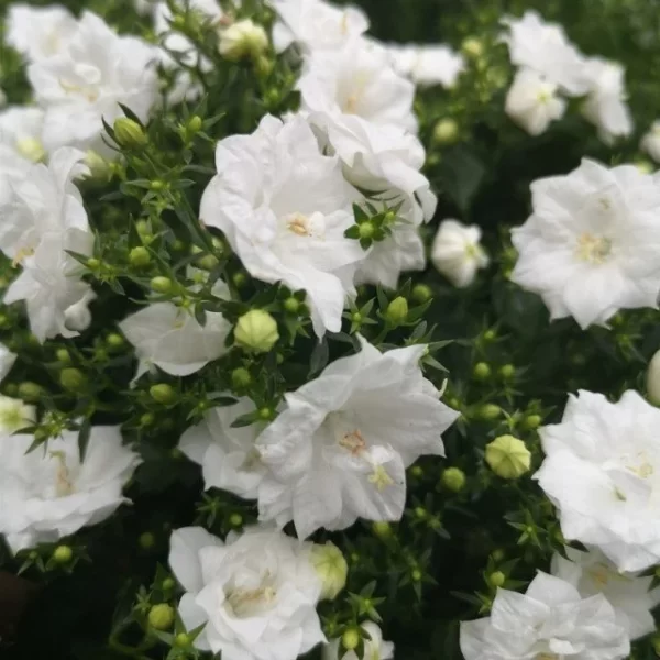 DOUBLE CAMPANULA SEEDS