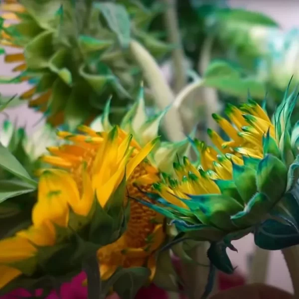 GREEN LACE SUNFLOWER SEEDS - Image 2