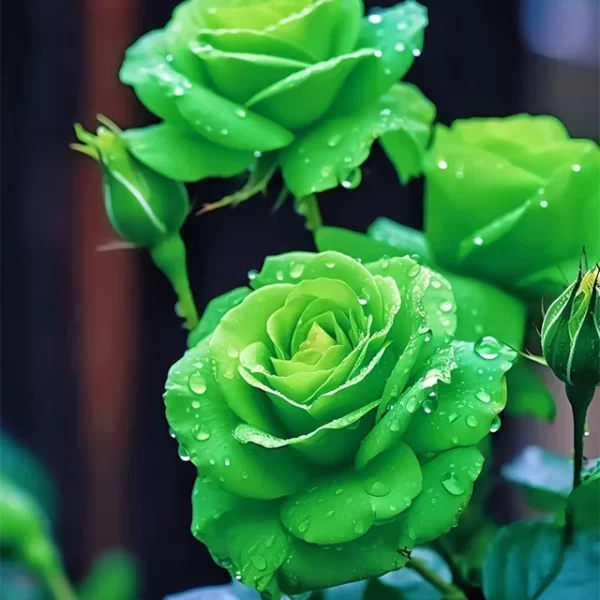 RARE GREEN ROSE FLOWER SEEDS - Image 6