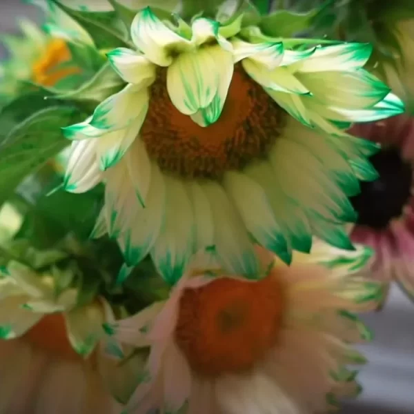 GREEN LACE SUNFLOWER SEEDS