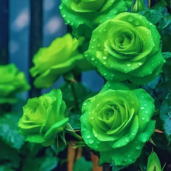 RARE GREEN ROSE FLOWER SEEDS - Image 3