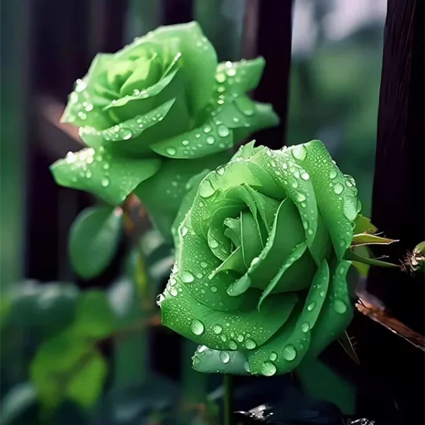 RARE GREEN ROSE FLOWER SEEDS - Image 2