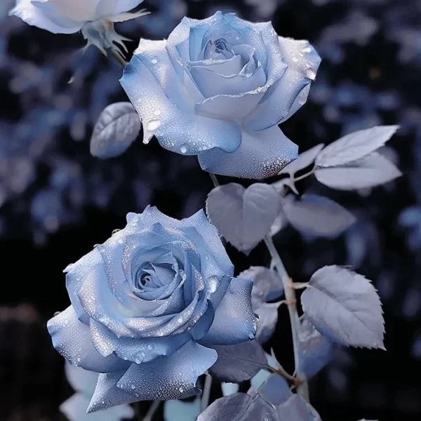 RARE BLUE CHILL ROSE SEEDS - Image 3