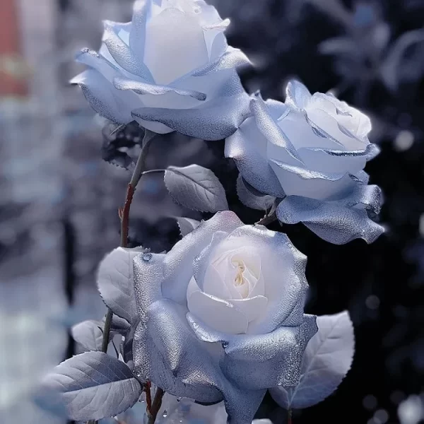 RARE BLUE CHILL ROSE SEEDS - Image 2