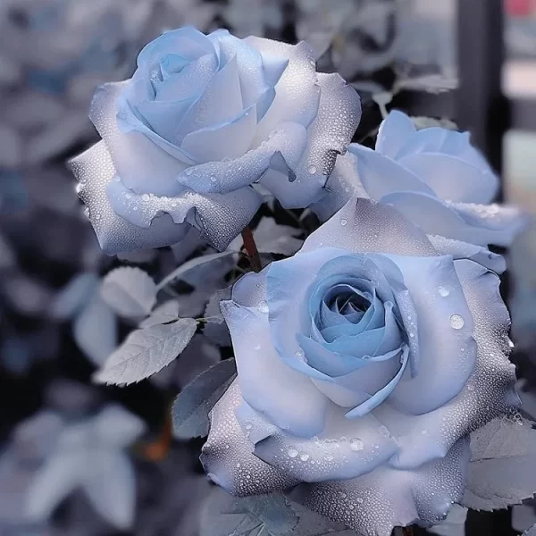 RARE BLUE CHILL ROSE SEEDS