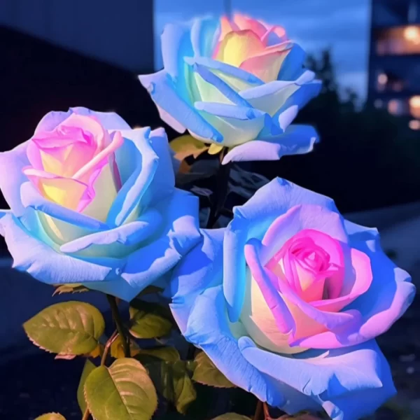 100 PCS/RARE BAG BLUE PINK ROSE SEEDS SCENTED PLANTS FLOWERS - Image 4