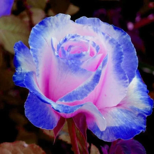 100 PCS/RARE BAG BLUE PINK ROSE SEEDS SCENTED PLANTS FLOWERS - Image 3