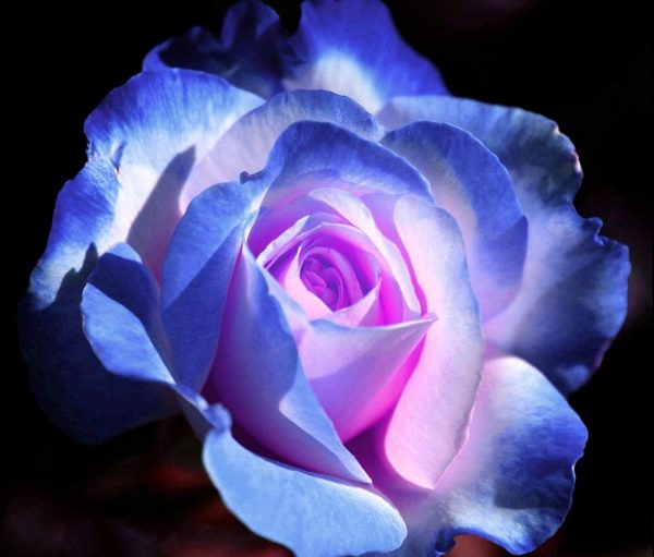 100 PCS/RARE BAG BLUE PINK ROSE SEEDS SCENTED PLANTS FLOWERS