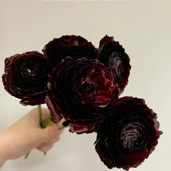 RARE BLACK RANUNCULUS JAPONICUS - Image 2