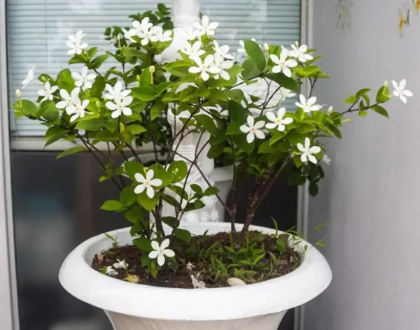 50PCS/BAG JASMINE POTTED SEEDS GARDEN - Image 4