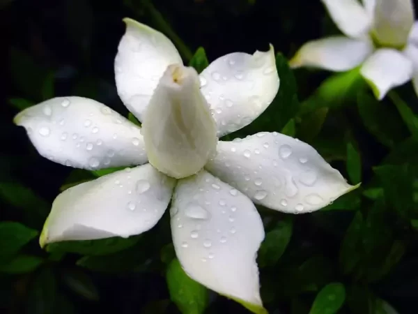 50PCS/BAG JASMINE POTTED SEEDS GARDEN - Image 3