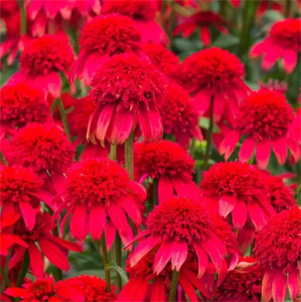 DOUBLE ECHINACEA SEEDS - Image 2