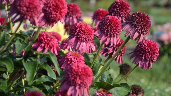 DOUBLE ECHINACEA SEEDS - Image 4